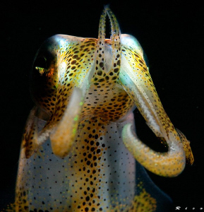 "don't come any closer !" Juvenile squid ( 8 cm ) shows m... by Rico Besserdich 